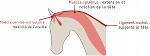 anatomie cheval