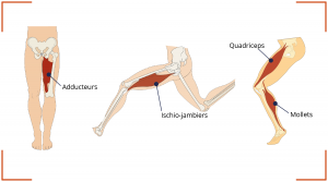 muscles des jambes rôle équitation renforcement musculaire