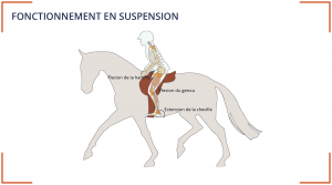 muscles suspension cavalier renforcement musculaire