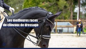 chevaux dressage