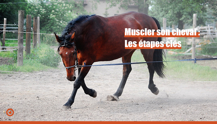 muscler son cheval