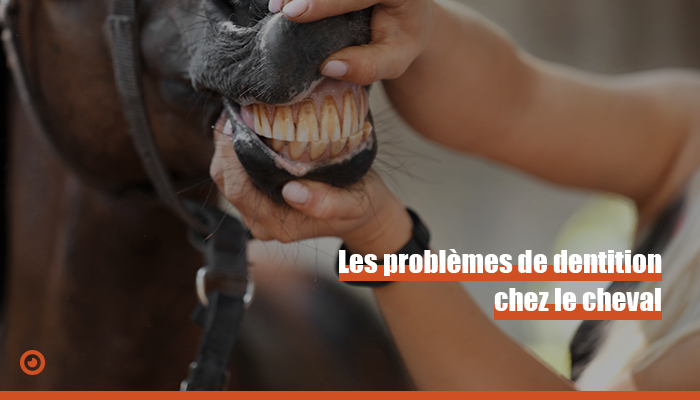 Problèmes dentaires cheval