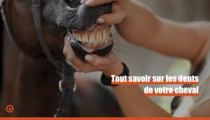 Dents cheval
