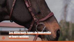 Muserolles actions cheval