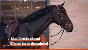 Bien-être du cheval